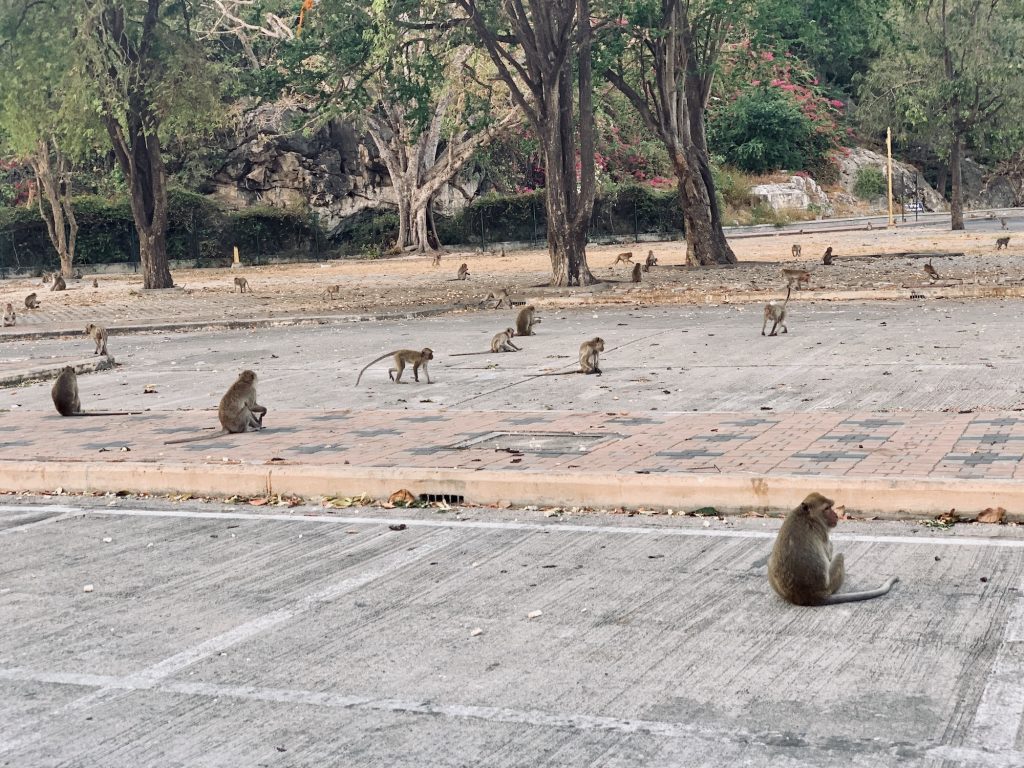 monkeys